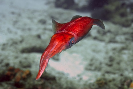 Carl Salonen_Caribbean Reef Squid_Oceans.jpg